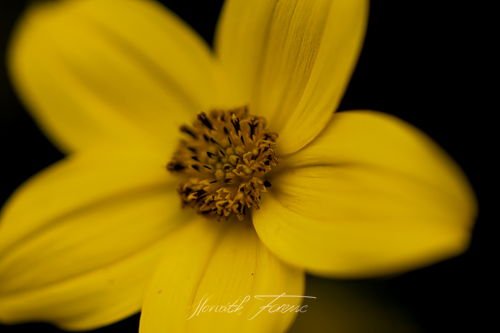 FHZ22 1023_3760