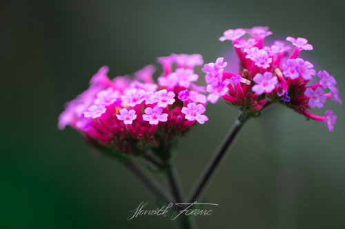 FHZ22 1023_3763