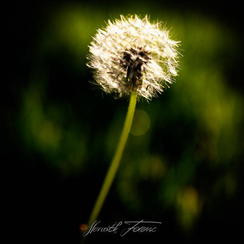 FHZ22 1106_4156 bewerkt