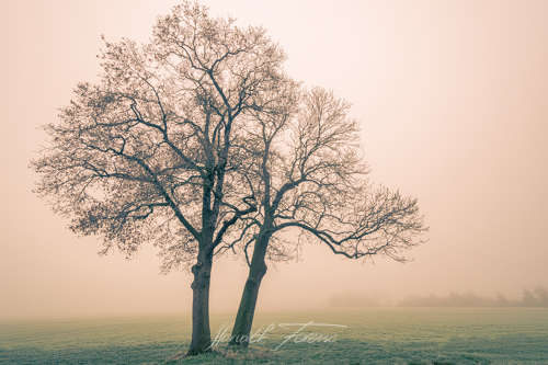 20171202_FHD7591 HDR