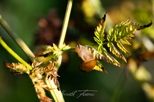 FHZ22 0615_8060