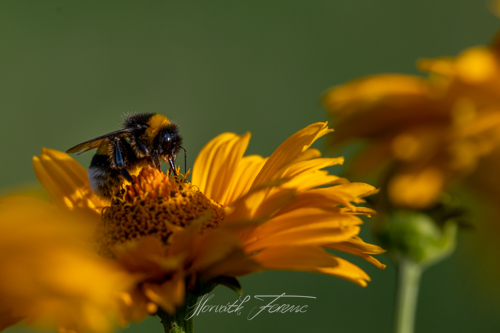 FHZ22 0702_9531