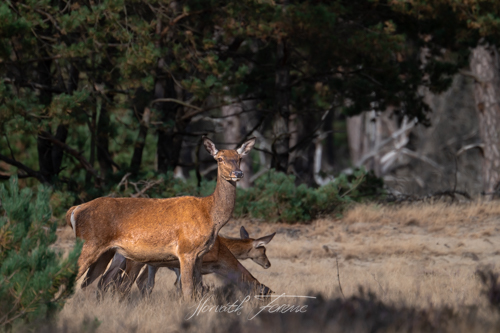 FHZ22 0907_2112