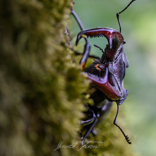 FHZ24 0608_0193