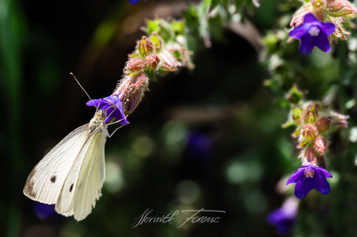 FHZ23 0813_6306