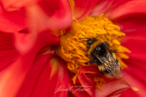 FHZ23 0819_6333