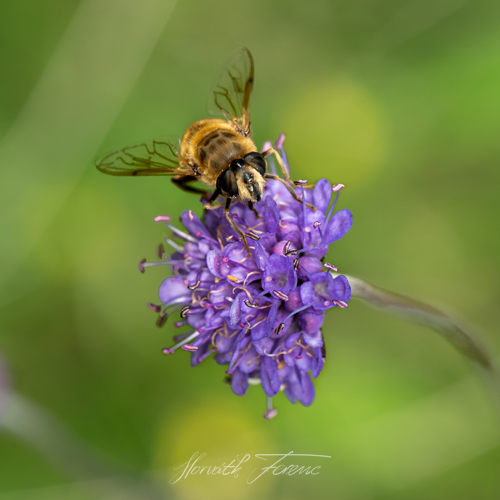 FHZ23 0902_7351