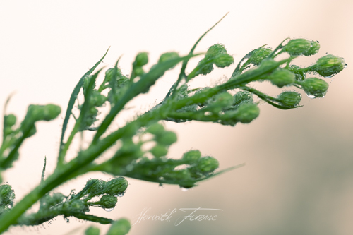 FHZ23 0910_8136