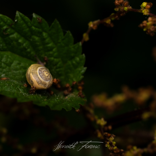 FHZ23 0910_8139