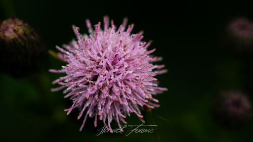 FHZ23 0910_8144 bewerkt