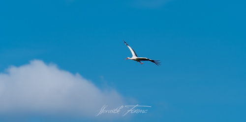 20170717_FHD5558