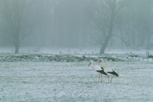 Ooievaar_winter_2