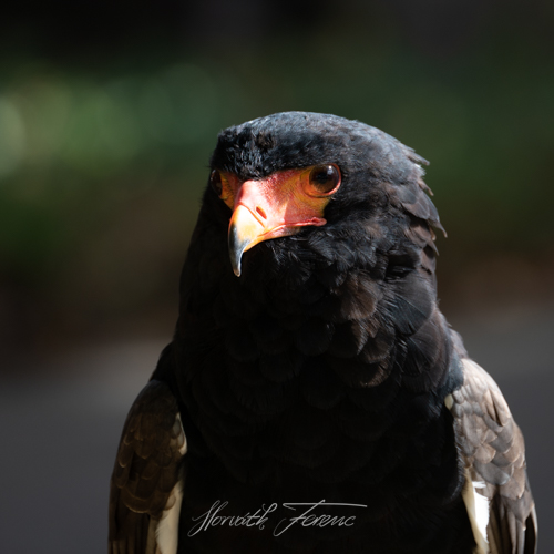 FHZ22 0828_1905