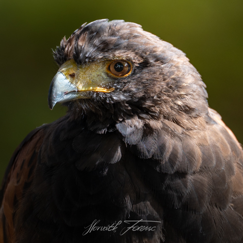FHZ22 0828_1919
