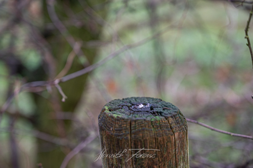 FHZ21 0101_0767